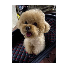 遠看朦朧美近看…