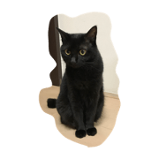 blackcat lovely Juji