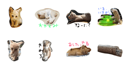 katokomaru katokomaru