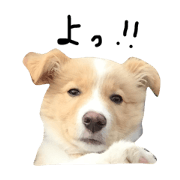 Simple Border collie(Red/White) Simple Border collie(Red/White)