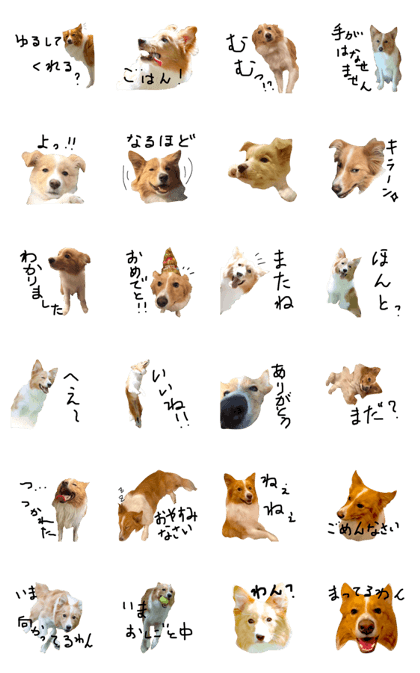 Simple Border collie(Red/White) Simple Border collie(Red/White)