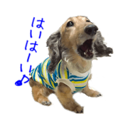 friend of the dachs1 friend of the dachs1