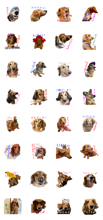 friend of the dachs1 friend of the dachs1