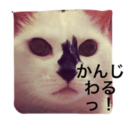 ilove chiroiroi ilove chiroiroi