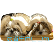 Twins dog yukich&masao Twins dog yukich&masao