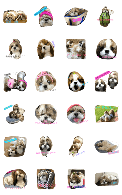 Twins dog yukich&masao Twins dog yukich&masao