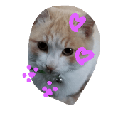 nyannkonyannko nyannkonyannko