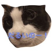 Languid cat now Languid cat now