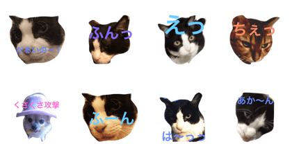 Languid cat now Languid cat now