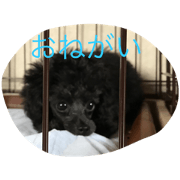 eve and kogoma eve and kogoma