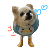 chihuahua's day chihuahua's day