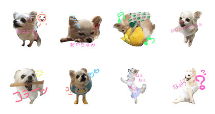 chihuahua's day chihuahua's day