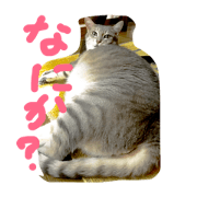 cat cat cafe cat cat cafe