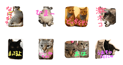 cat cat cafe cat cat cafe