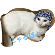 white cat is yuki white cat is yuki