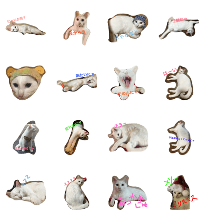 white cat is yuki white cat is yuki