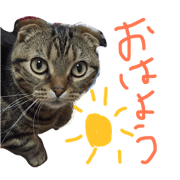 Scottish Fold KOTETSU