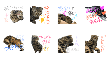 Scottish Fold KOTETSU