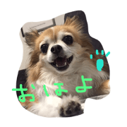 Chihauahaua's happy life Chihauahaua's happy life