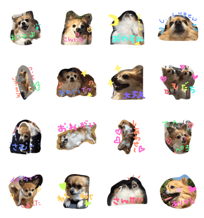 Chihauahaua's happy life Chihauahaua's happy life