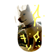shiba dog don shiba dog don