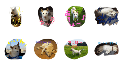 shiba dog don shiba dog don