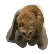 family12345 family12345