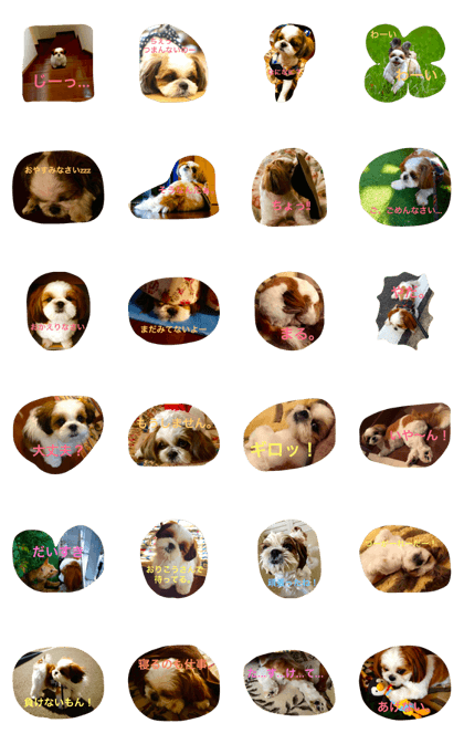 Shih Tzu Dog Prince Ouji