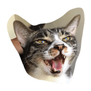 zero and sashimi zero and sashimi