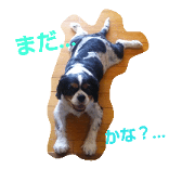 Daily Cavalier no.1 Daily Cavalier no.1