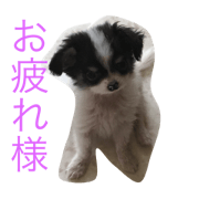 Dog photo Chihuahuan's sokun Dog photo Chihuahuan's sokun