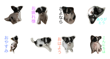 Dog photo Chihuahuan's sokun Dog photo Chihuahuan's sokun