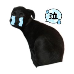 米克斯黑狗狗蹦極