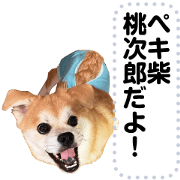 Pekishiba Momojiro Message sticker