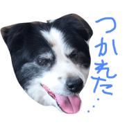 my dog is the old my dog is the old