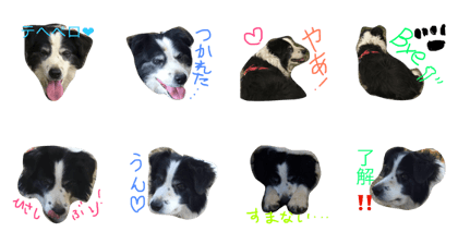 my dog is the old my dog is the old