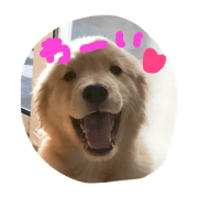 Golden Retriever KINTARO Golden Retriever KINTARO