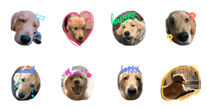 Golden Retriever KINTARO Golden Retriever KINTARO