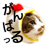 my family cats 7 my family cats 7