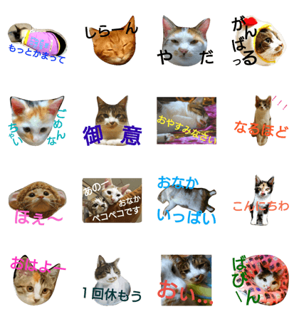 my family cats 7 my family cats 7