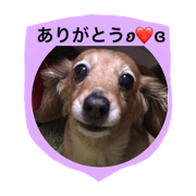 Miniature Dachshund alee 1 Miniature Dachshund alee 1