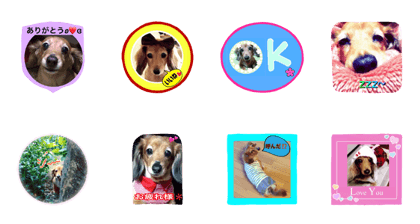 Miniature Dachshund alee 1 Miniature Dachshund alee 1