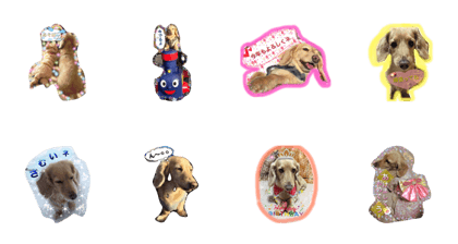 Healing dog purin Healing dog purin