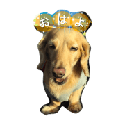 Healing dog purinsan Healing dog purinsan