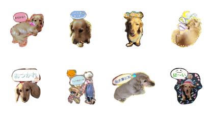 Healing dog purinsan Healing dog purinsan