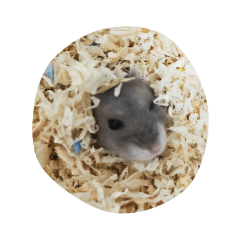 Jack's mouse and dog cc