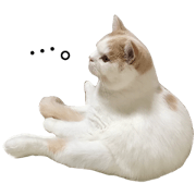 Scottish Fold cohaku