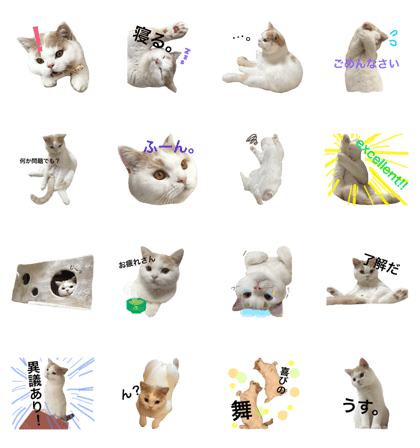 Scottish Fold cohaku