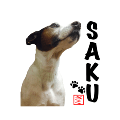 SAKU of the Jack Russell Terrier