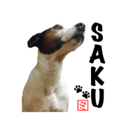 SAKU of the Jack Russell Terrier SAKU of the Jack Russell Terrier